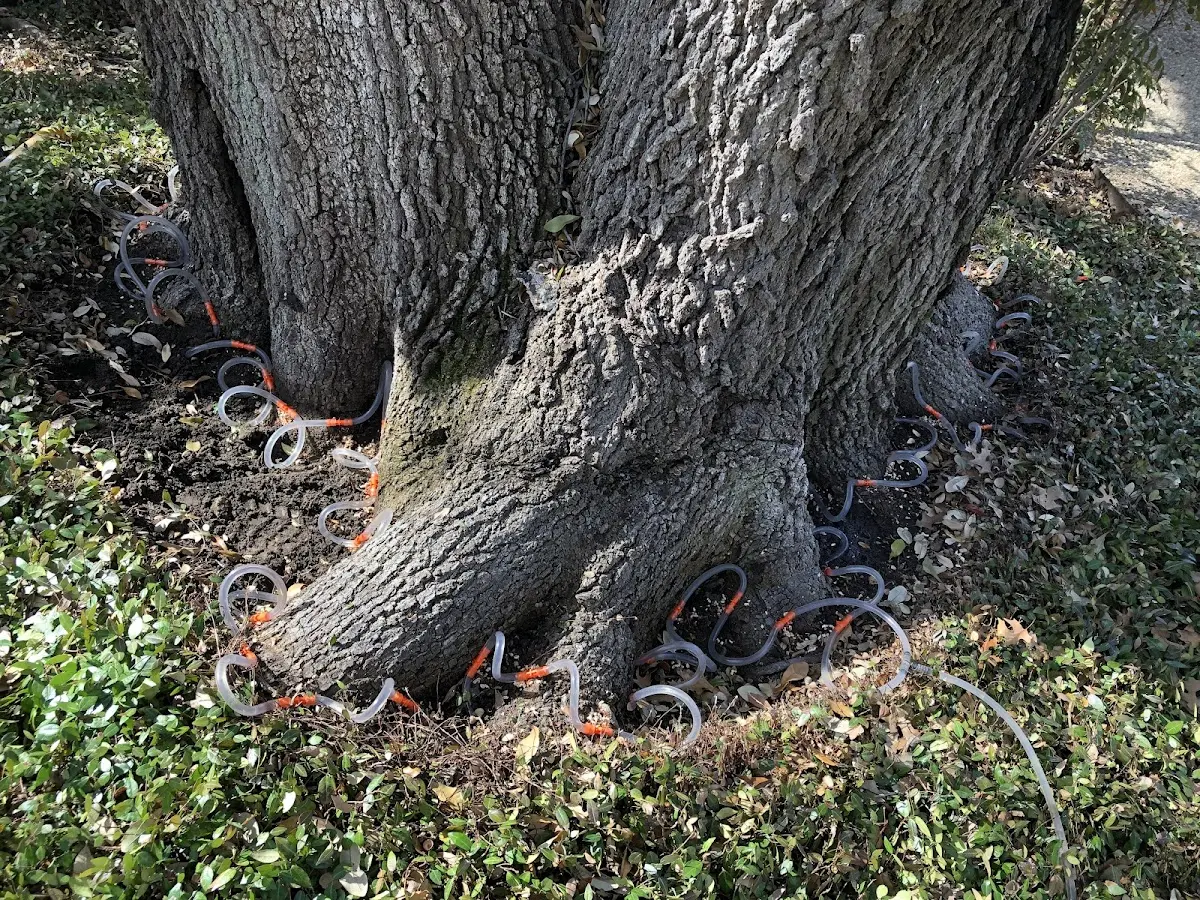Detailed Tree Cabling and Bracing job site in Keaton